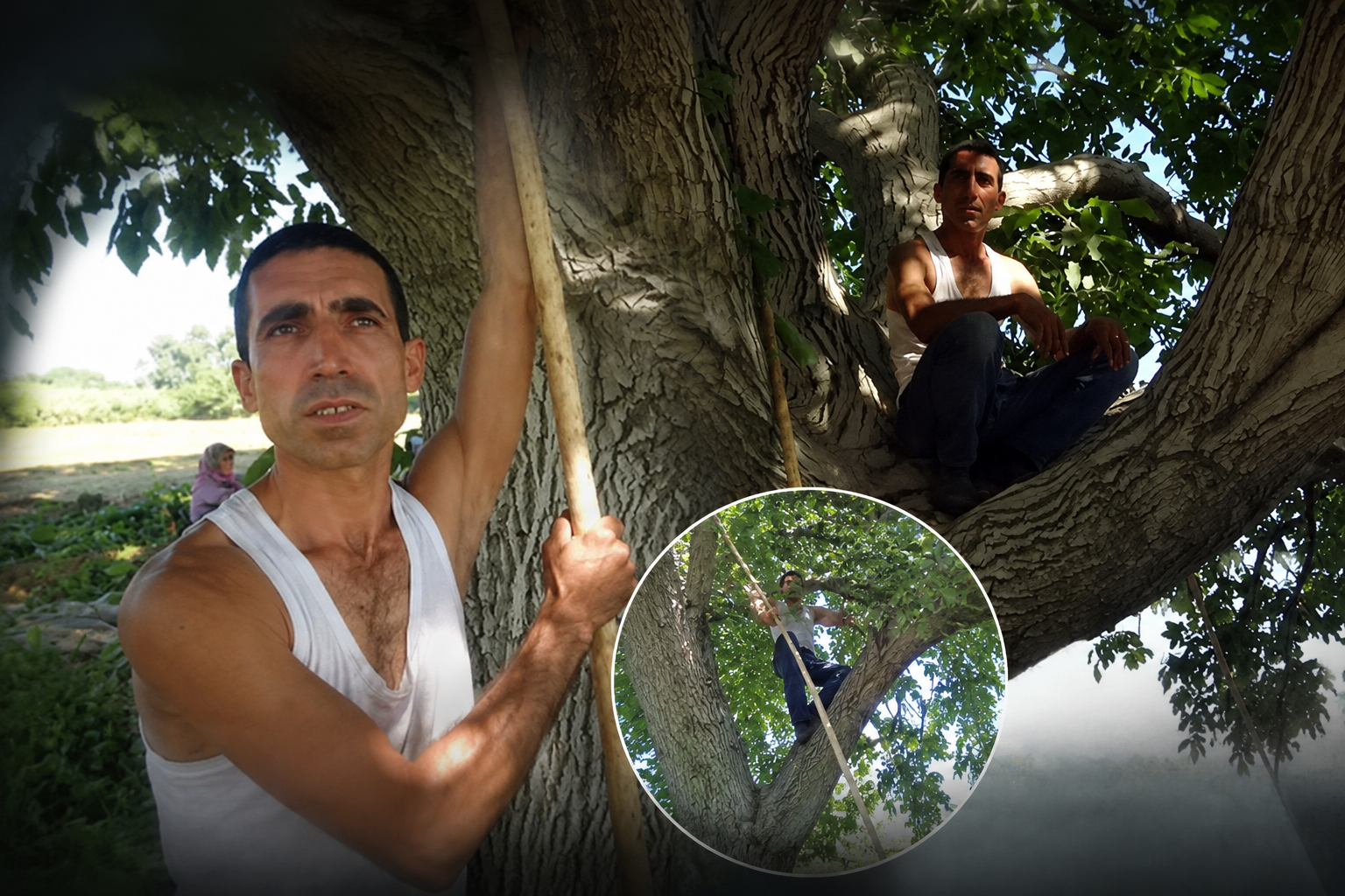Aydin’in “Agac Cambazi” kalp krizine yenildi Aydin’in “Agac Cambazi” kalp krizine yenildi