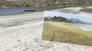 Bafa Gölü ve çevresinde kirlilik alarmı