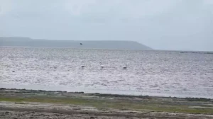 Bafa Gölü'ne Büyük Menderes Nehri hayat verecek (2) Bafa Gölü'ne Büyük Menderes Nehri hayat verecek (2)