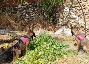 Bahçesinde kenevir yetiştiren şüpheli gözaltına alındı (2)