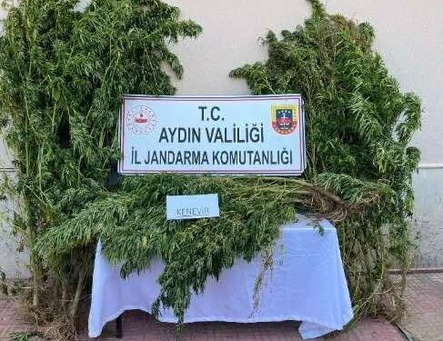 Bahçesine kenevir eken şüpheliye gözaltı