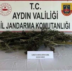 Bahçesine kenevir eken şüpheliye gözaltı