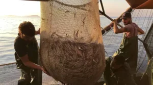 Balık özlemi bitiyor, tezgâhlar şenlenecek