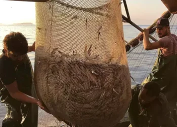 Balık özlemi bitiyor, tezgâhlar şenlenecek
