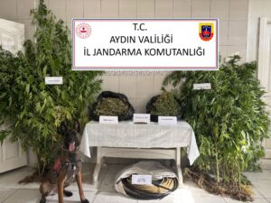 Aydın’ın Bozdoğan ilçesinde jandarma ekiplerince gerçekleştirilen operasyonda, ormanlık alanda ekili