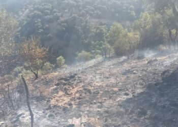 Çatı kaynak yaparken zeytinlik alanı yakan 2 şüpheliye gözaltı
