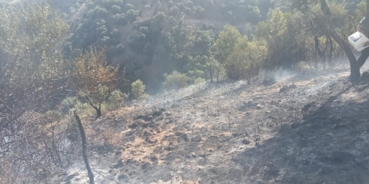 Çatı kaynak yaparken zeytinlik alanı yakan 2 şüpheliye gözaltı