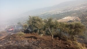 Çatı kaynak yaparken zeytinlik alanı yakan 2 şüpheliye gözaltı