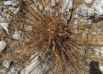 Aydın’da bu çiçeği koparmanın cezası 387 bin TL