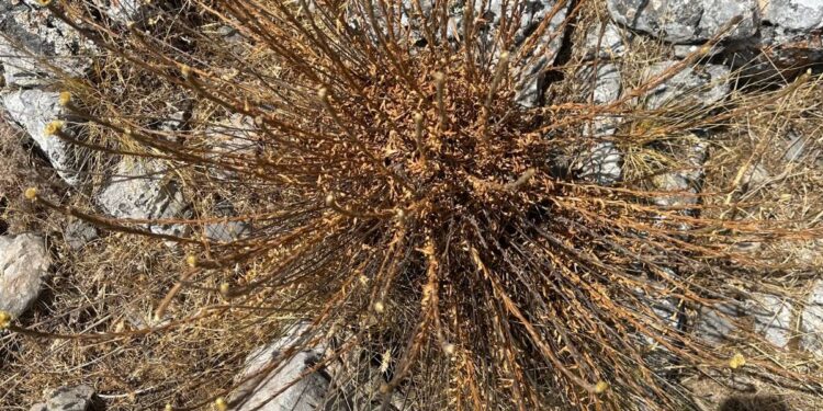 Aydın’da bu çiçeği koparmanın cezası 387 bin TL