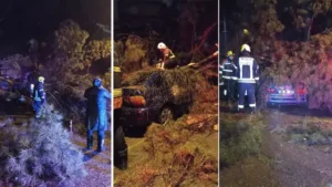 Aydın’ın Efeler ilçesinde aşırı yağış nedeniyle bir ağaç, seyir halindeki