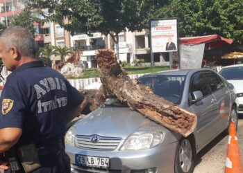 İncirliova’da çürüyen ağaç otomobilin üzerine devrildi