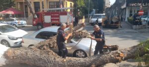 İncirliova’da çürüyen ağaç otomobilin üzerine devrildi