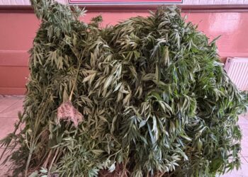 Dağlık alanda Hint keneviri yetiştiren 3 şüpheliye gözaltı (2)