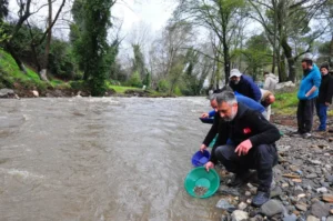 Dere yatağında ortaya çıkıyor, tasını kapan avuç avuç topluyor (1) Dere yatağında ortaya çıkıyor, tasını kapan avuç avuç topluyor (1)