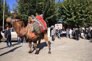 Deve Güreşi sezonu öncesi “Havut Hayrı” yapıldı (2) Deve Güreşi sezonu öncesi “Havut Hayrı” yapıldı (2)