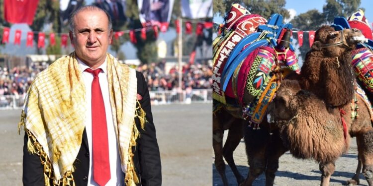 Devecilerin hasreti İncirliova’da sona eriyor