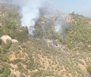 Aydın zeytinlik alanda yangın çıktı