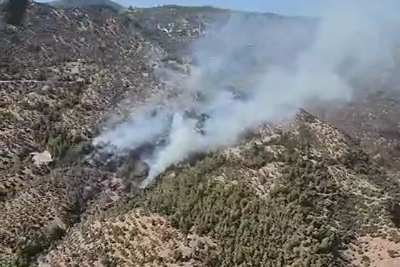 Aydın zeytinlik alanda yangın çıktı