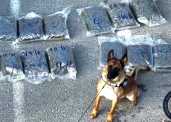 Kuşadası’nda 13 kilogram uyuşturucuyla yakalandılar