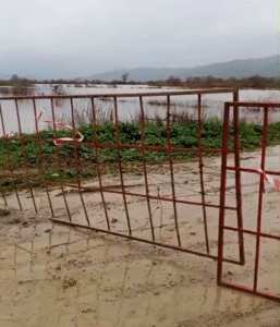 Aydın’ın Germencik ilçesinde etkili olan yağışlar sonrası Büyük Menderes Nehri