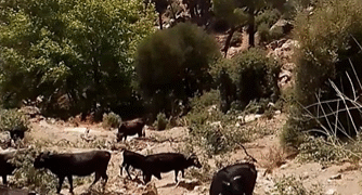 Kaybolan ineklerinin başına 100 bin lira ödül koydu