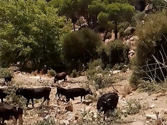 Kaybolan ineklerinin başına 100 bin lira ödül koydu