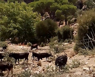 Kaybolan ineklerinin başına 100 bin lira ödül koydu