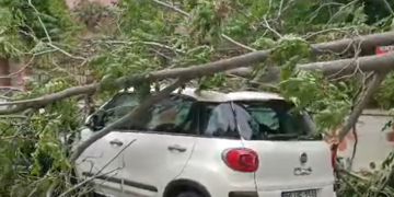 Aydın’da ağaç otomobillerin üzerine devrildi