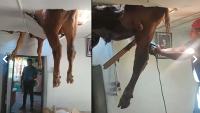 Aydın'ın Nazilli ilçesinde, evin çatısına düşen dana, salonun delinen tavanında