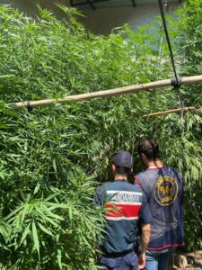 Aydın’ın Söke İlçesinde 900 gram uyuşturucu ve 77 kök Hint