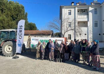 Aydınlı çiftçilere 1300 incir fidanı desteği