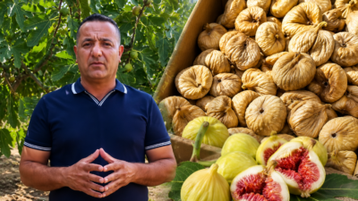 Germencik Karaağaçlı Mahalle Muhtarı Emin Tay, ilçede incir üreticilerinin ciddi