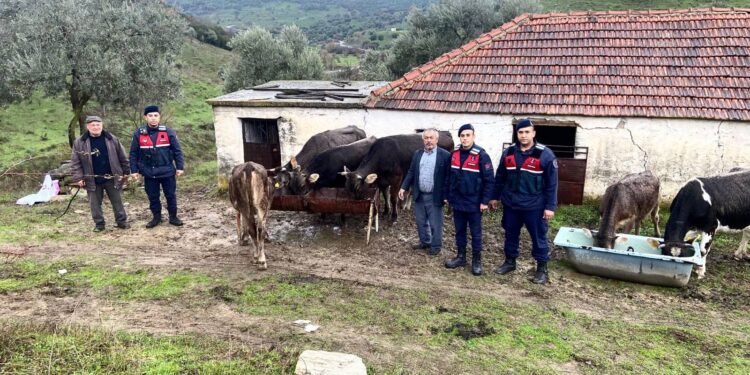 Çine’de çalınan büyükbaş hayvanlar Efeler'de yakalandı