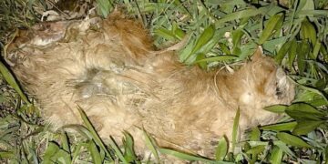 İncirliova TOKİ’de kediler parçalanmış halde bulundu (1)