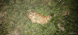 İncirliova TOKİ’de kediler parçalanmış halde bulundu (2)