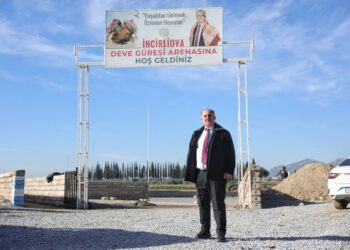 İncirliova, yılın ilk deve güreşine hazırlanıyor (2)