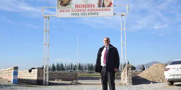 İncirliova, yılın ilk deve güreşine hazırlanıyor (2)