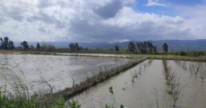 İncirliova’da 2 bin dönüm arazi etkilendi (2)