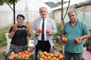 İncirliova’nın yerli domatesinin ilk hasadı Dünya Çiftçiler Günü’nde yapılmaya başlandı.
