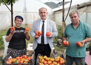 İncirliova’da Çiftçiler Günü’ne yerli domates damgası (1)