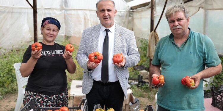 İncirliova’da Çiftçiler Günü’ne yerli domates damgası (1)