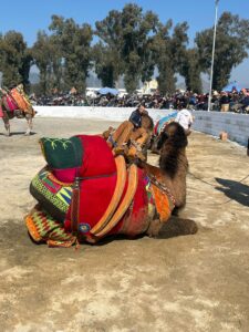 İncirliova’da arenada hasret bitti, develer sözü aldı (1)