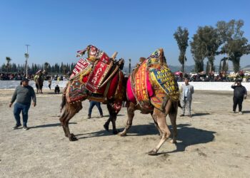 İncirliova’da arenada hasret bitti, develer sözü aldı (2)