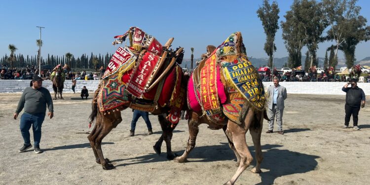 İncirliova’da arenada hasret bitti, develer sözü aldı (2)