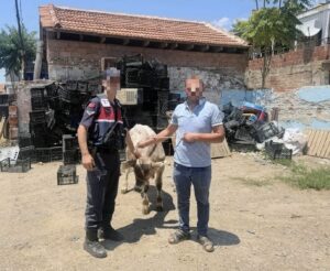 İncirliova’da çaldığı büyükbaş jandarmadan kaçamadı İncirliova’da çaldığı büyükbaş jandarmadan kaçamadı