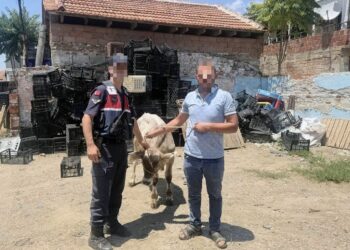 İncirliova’da çaldığı büyükbaş jandarmadan kaçamadı