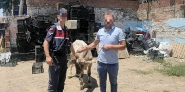 İncirliova’da çaldığı büyükbaş jandarmadan kaçamadı
