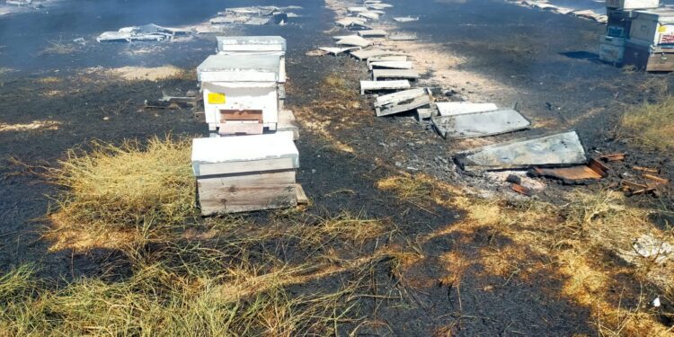 İncirliova’da çıkan yangında 250 kovan kül oldu