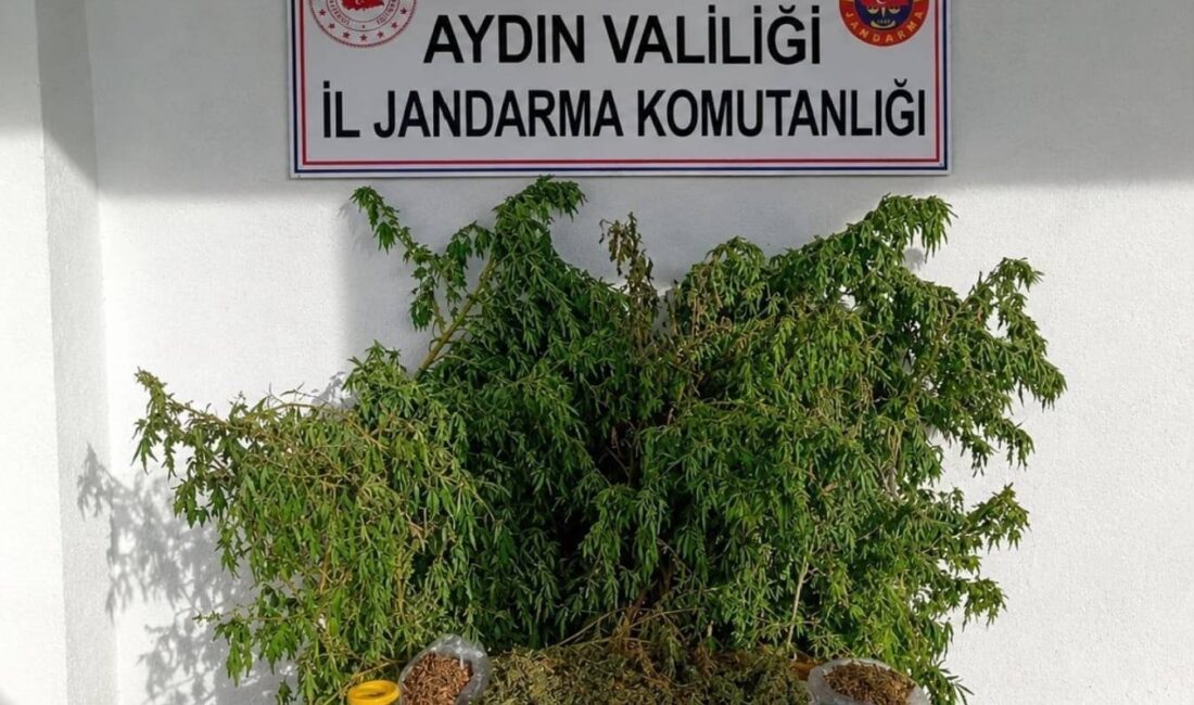 İncirliova’da evden 3 kilo esrar çıktı Aydın’ın İncirliova ilçesinde jandarma ekiplerinin bir eve düzenlediği operasyonda 3